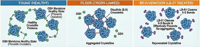 Crosslinking & Aggregation — Young, Older, and LB-01 Treated